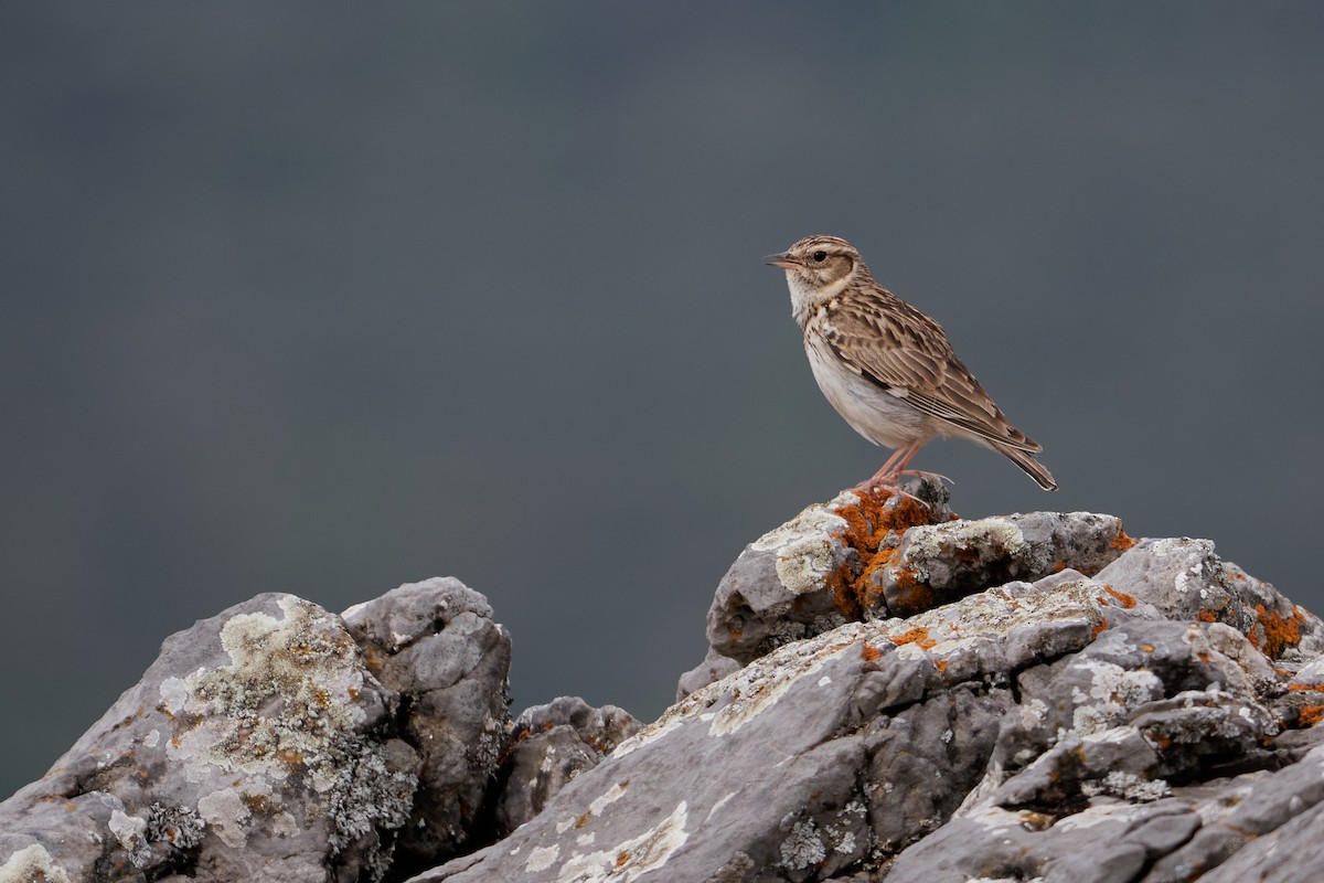 Wood Lark - ML564961451