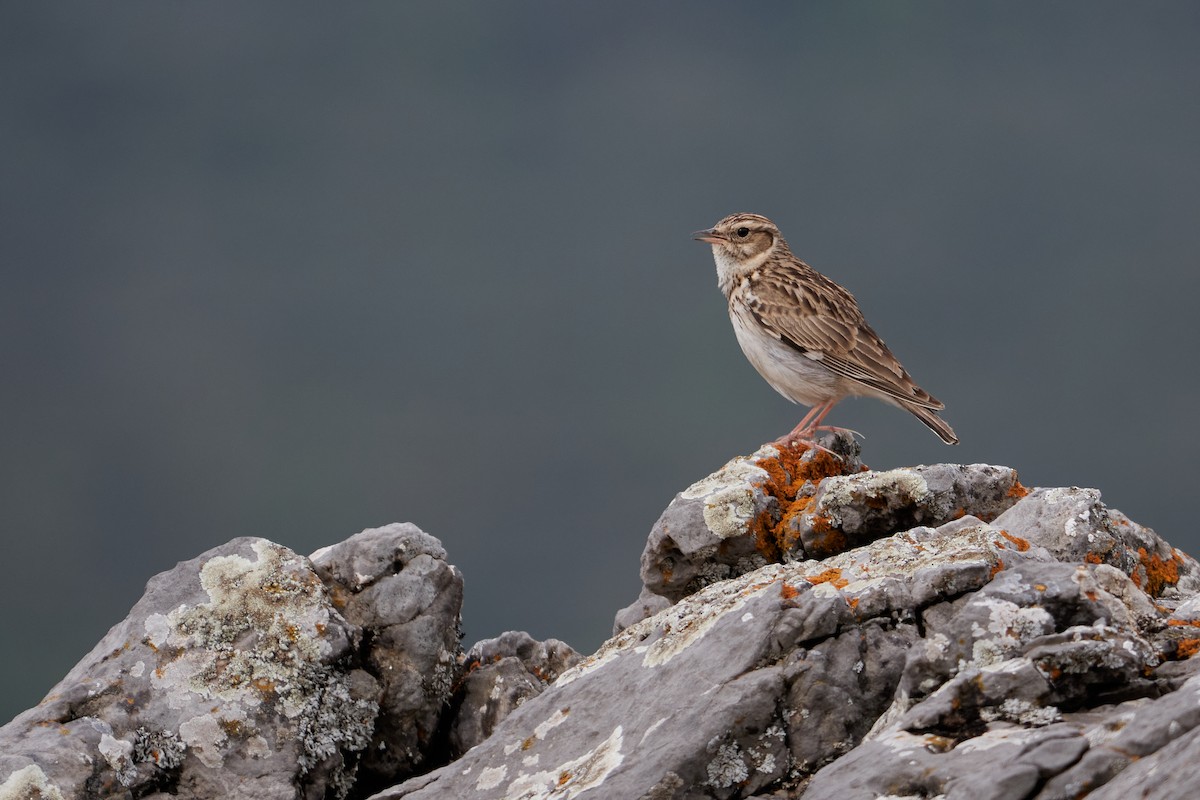 Wood Lark - Gonzalo Astete Martín