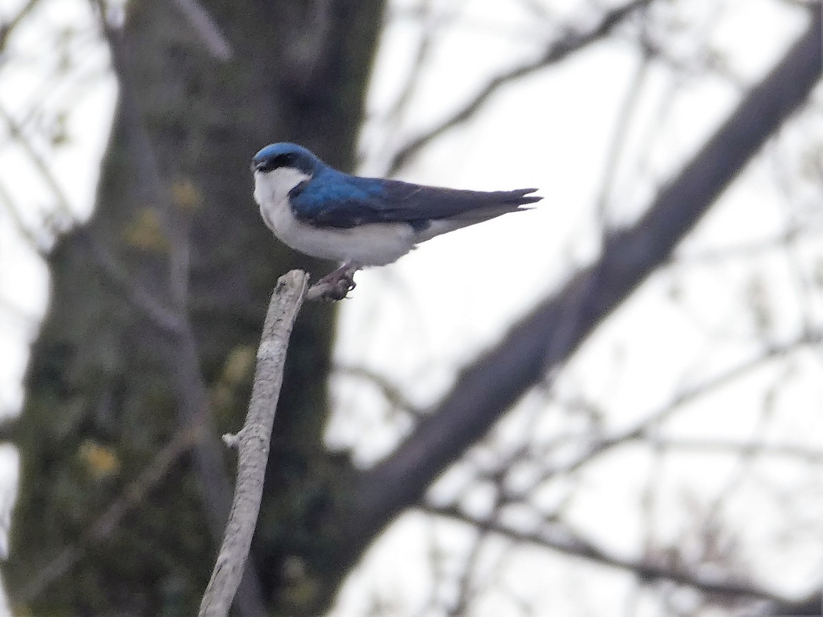 Tree Swallow - ML564961471