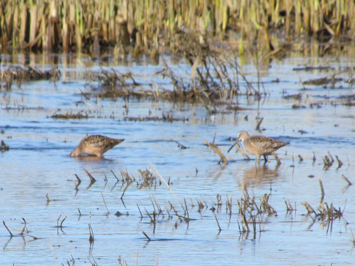 Long-billed Dowitcher - ML564962291