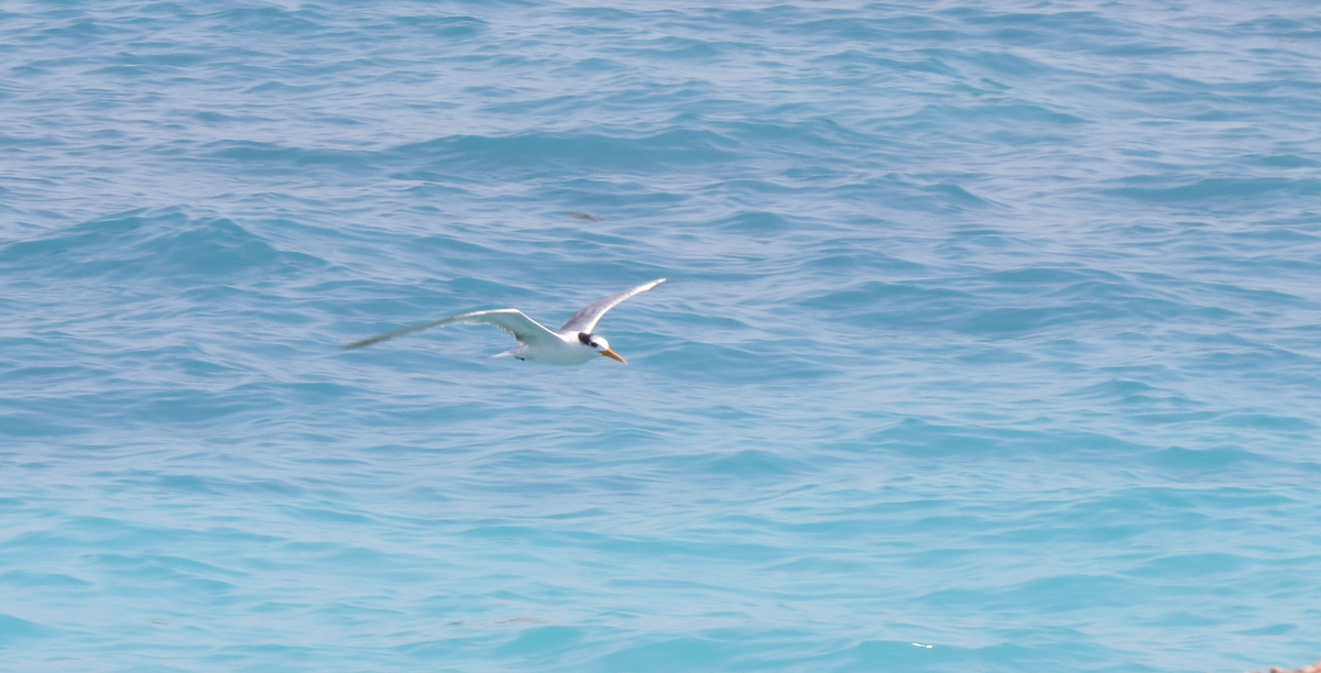 Lesser Crested Tern - ML564962841