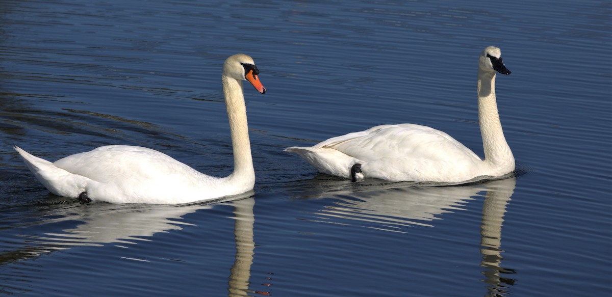 Хуруут хун - ML564964181