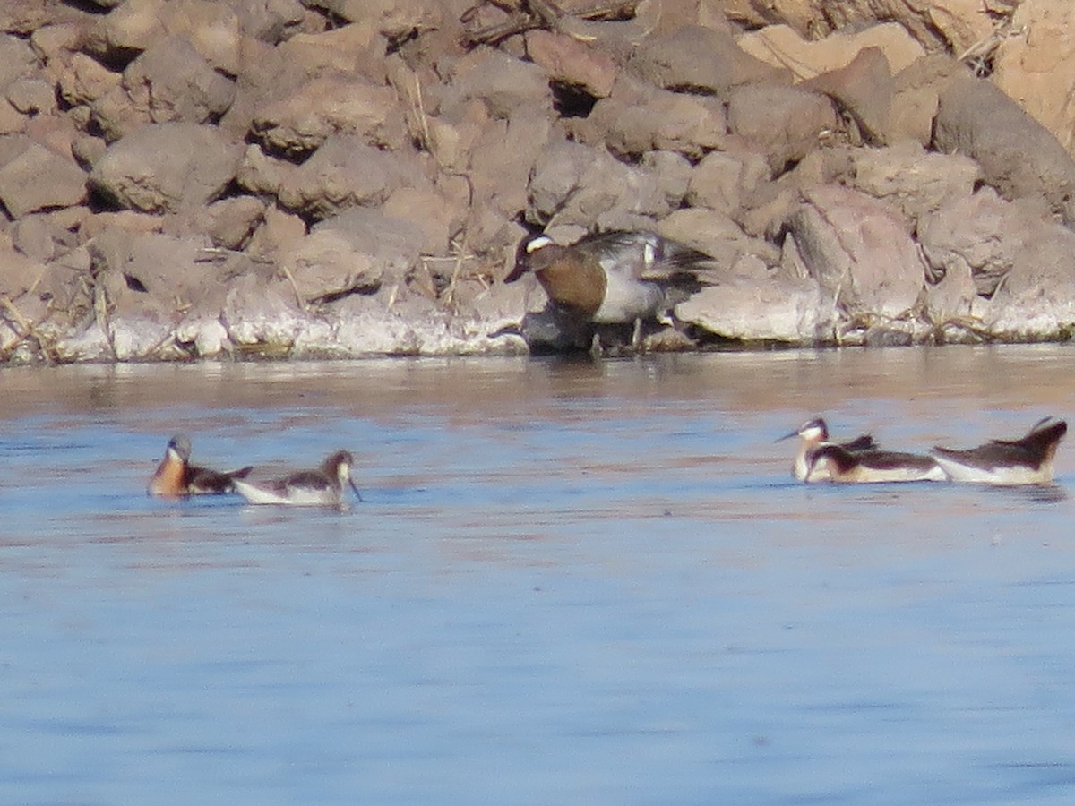 Garganey - ML564964621
