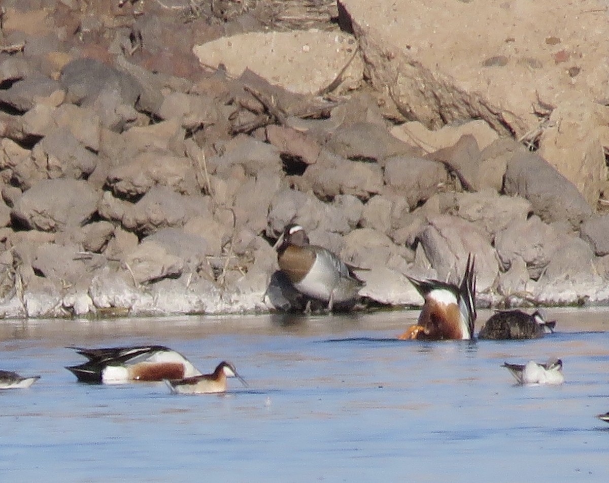 Garganey - ML564964631