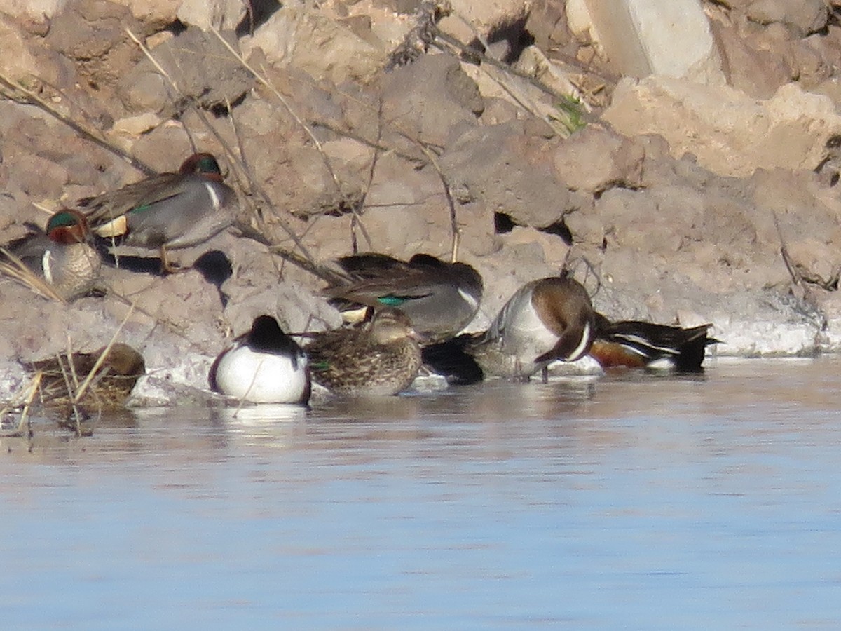 Garganey - ML564964651