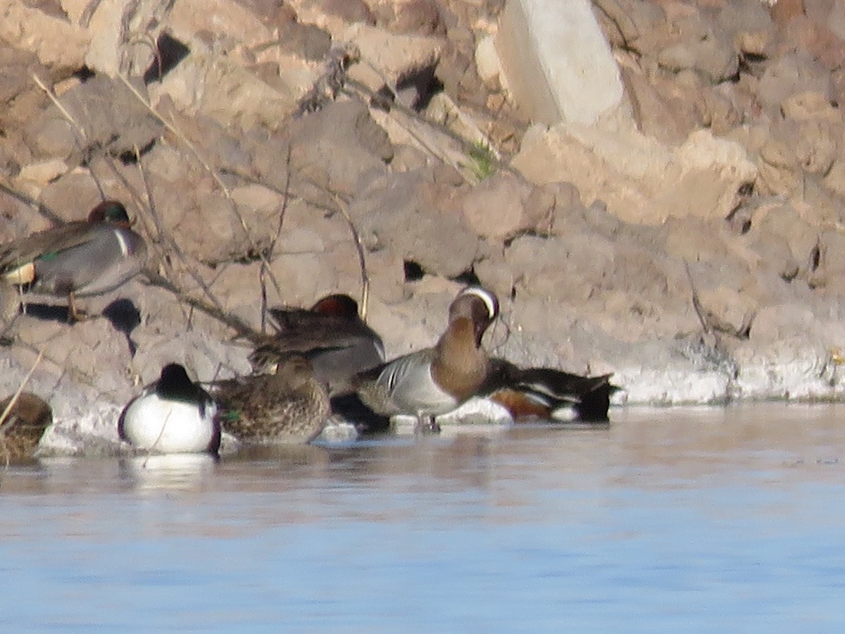 Garganey - ML564964661