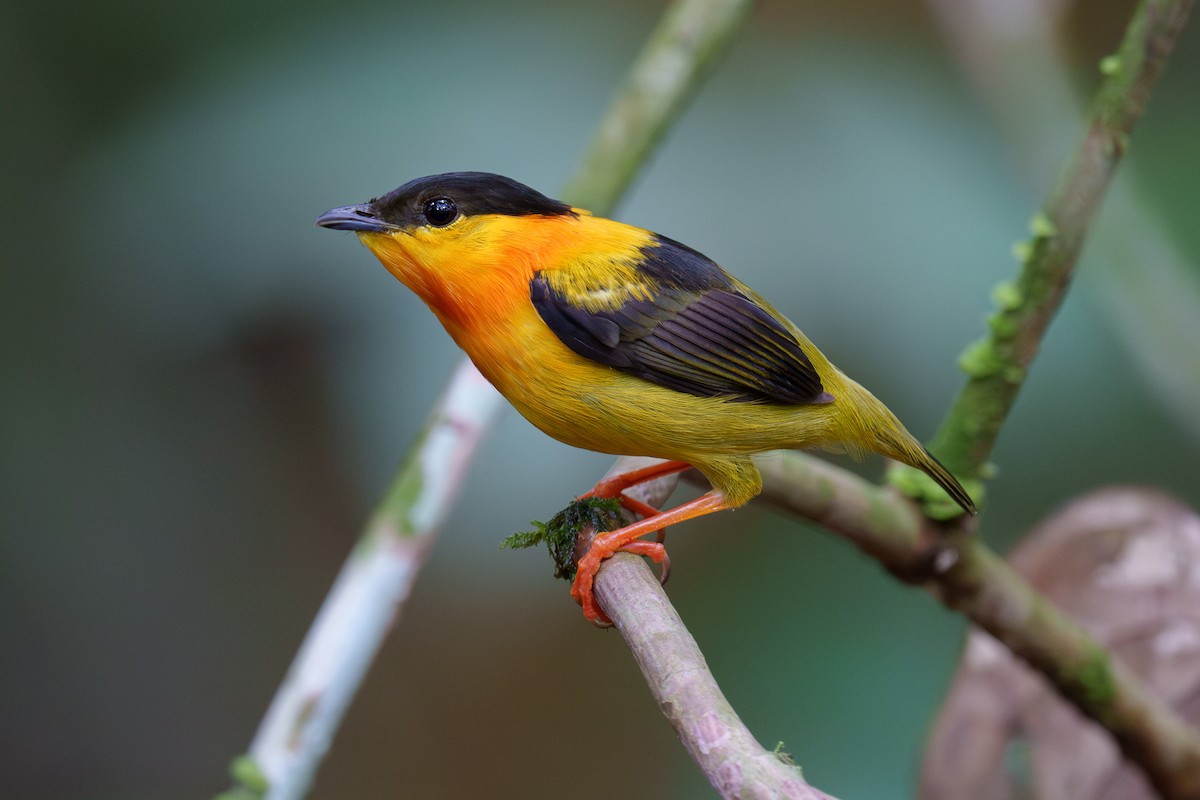 Orange-collared Manakin - Austin Groff