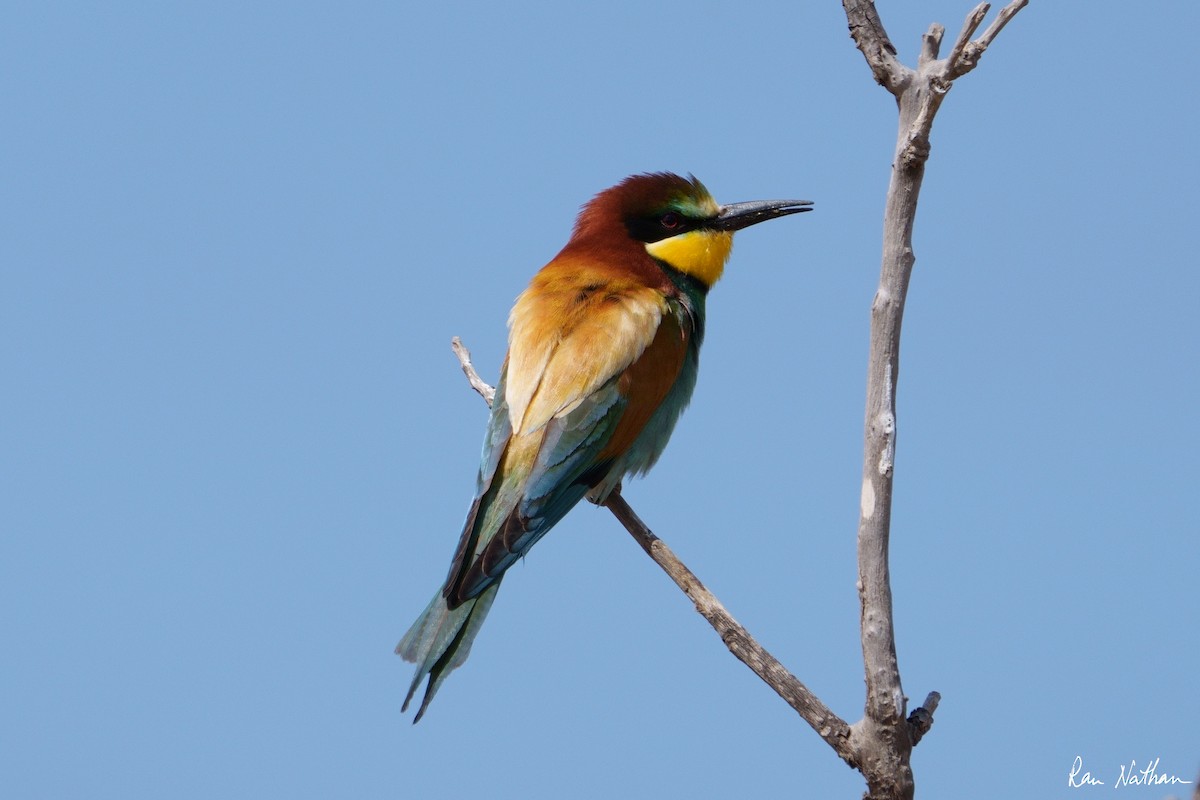 European Bee-eater - ML564965631