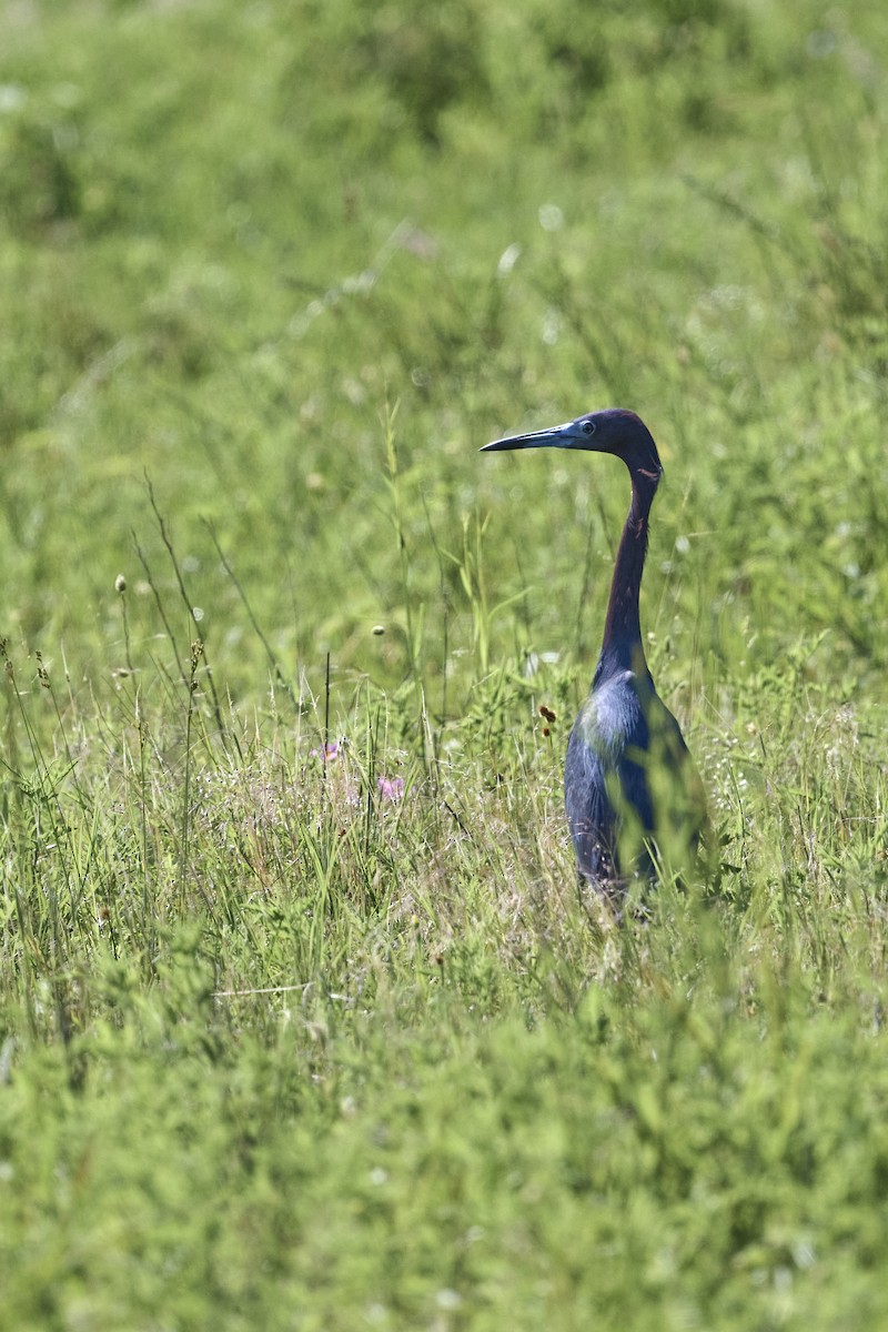 Little Blue Heron - ML564966811