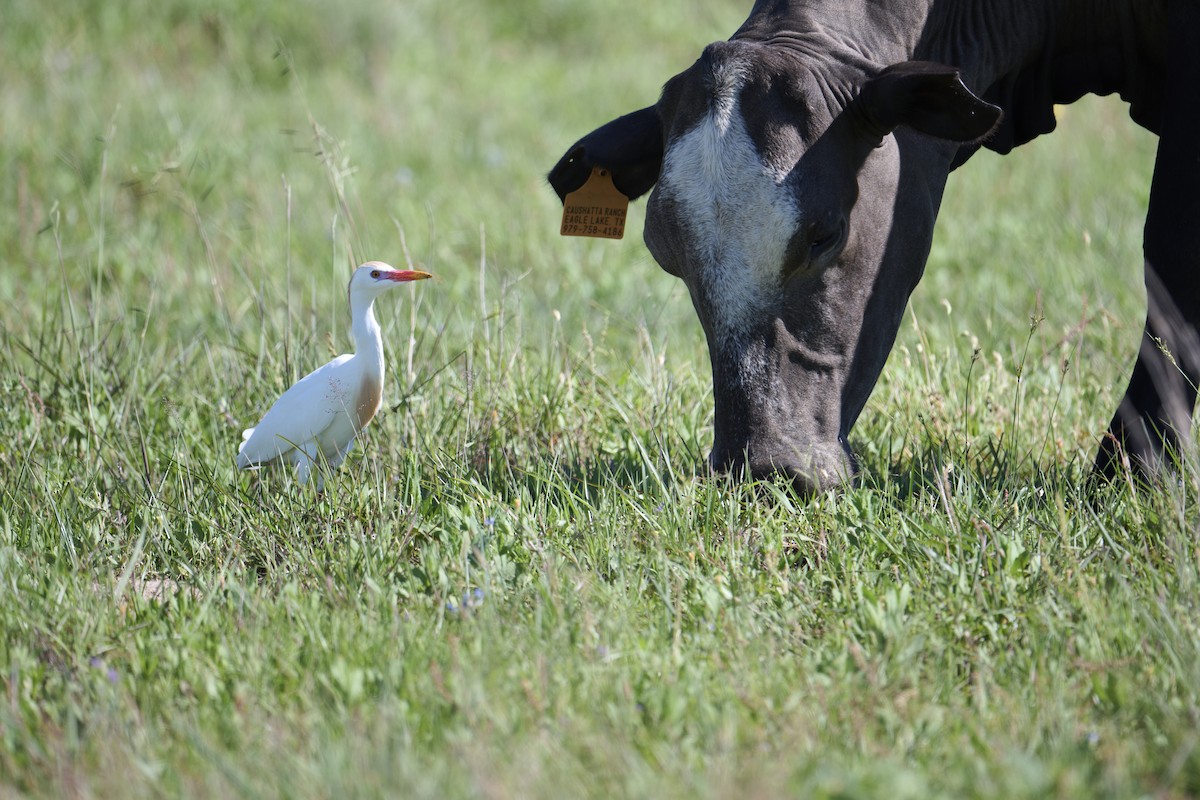 Чапля єгипетська (підвид ibis) - ML564966911