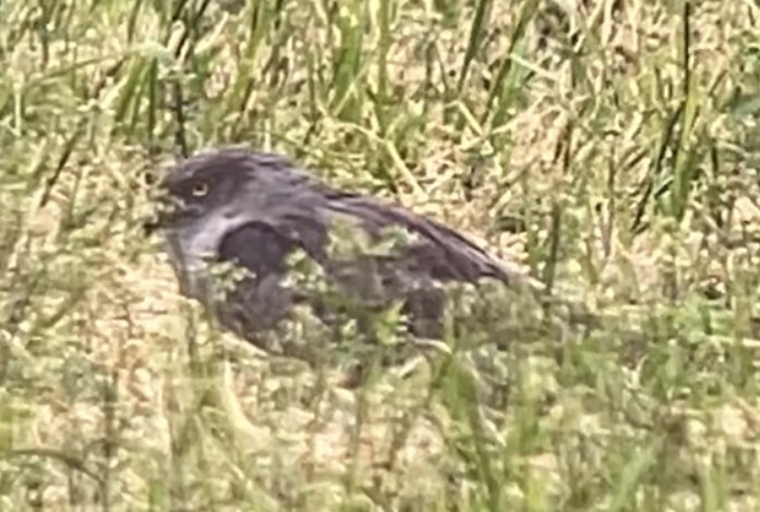 Montagu's Harrier - ML564967181