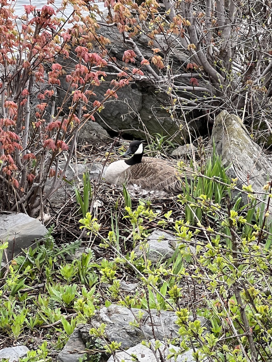 Canada Goose - ML564968161