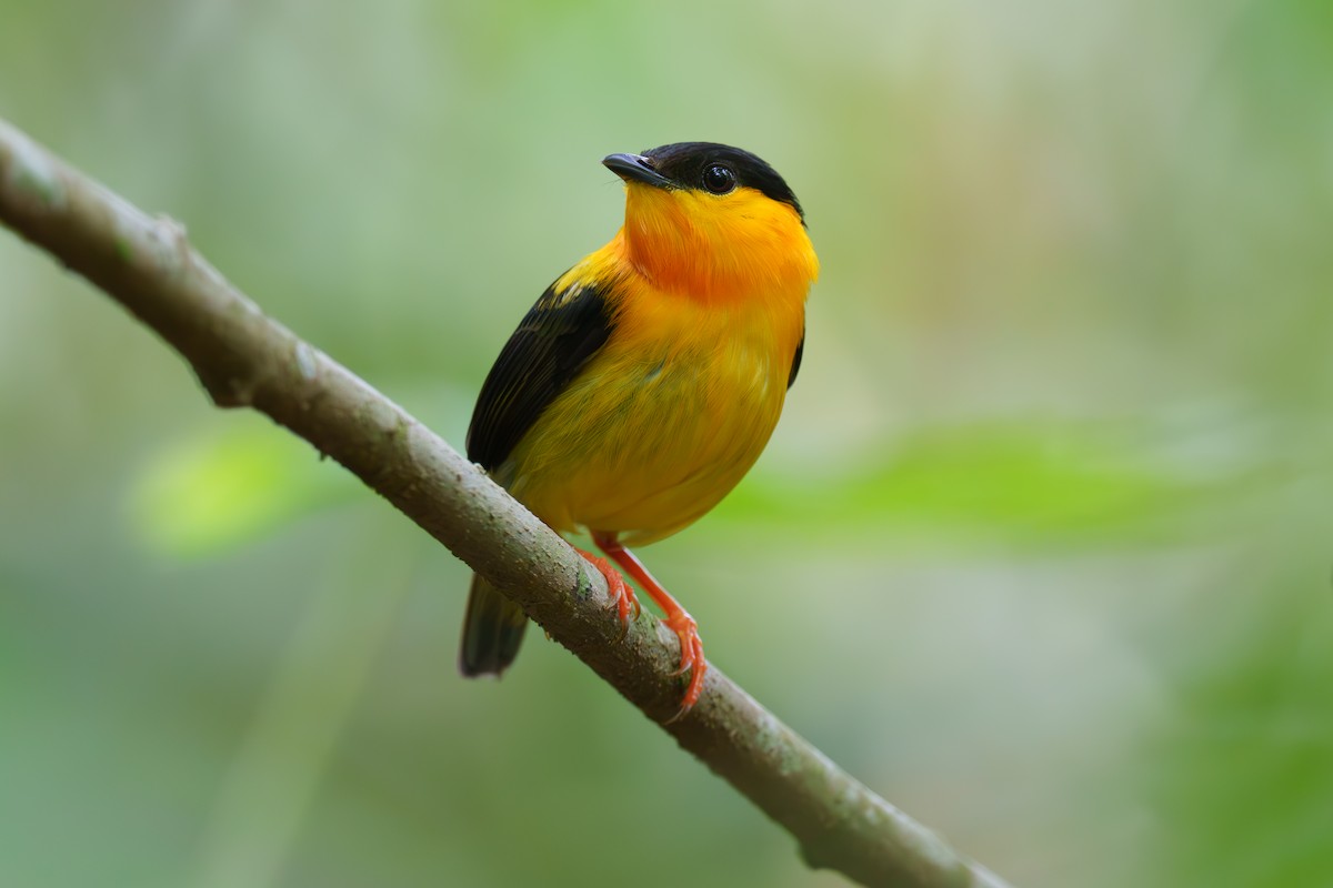 Orange-collared Manakin - Austin Groff