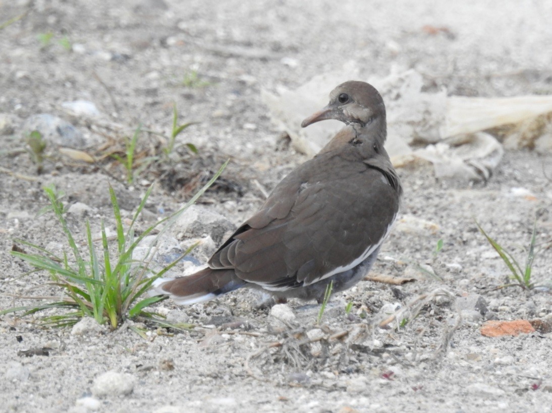 White-winged Dove - ML564968571