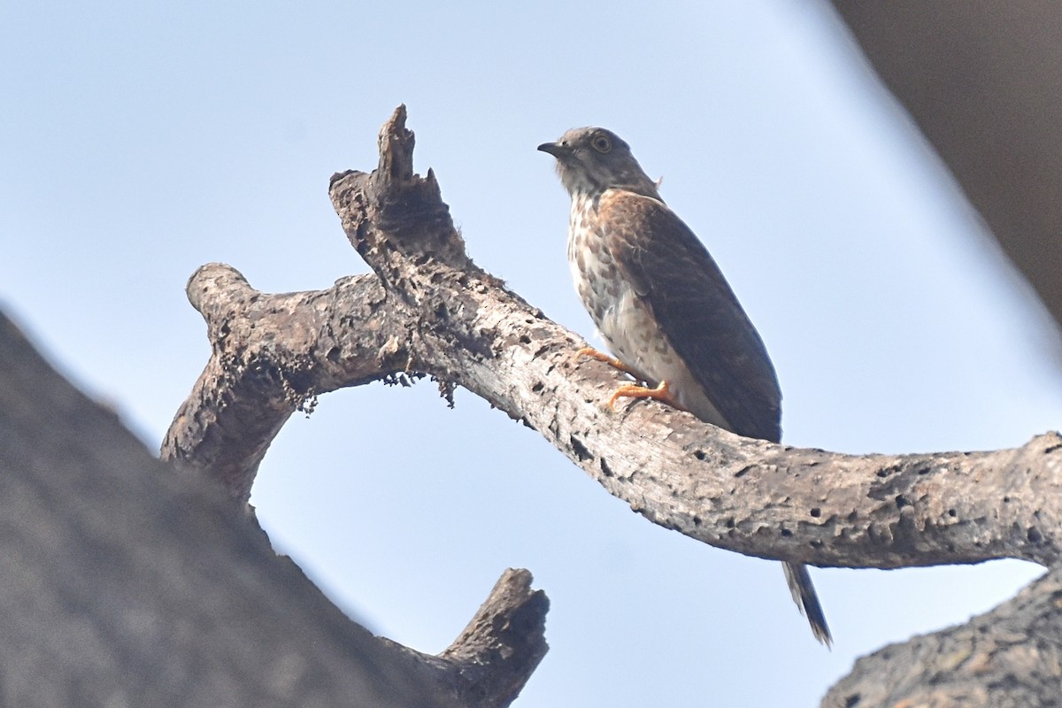 Common Hawk-Cuckoo - ML564968611