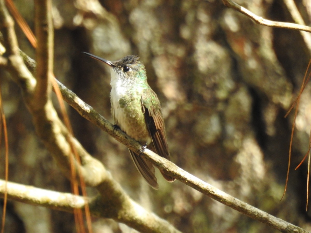 Azure-crowned Hummingbird - ML564968721