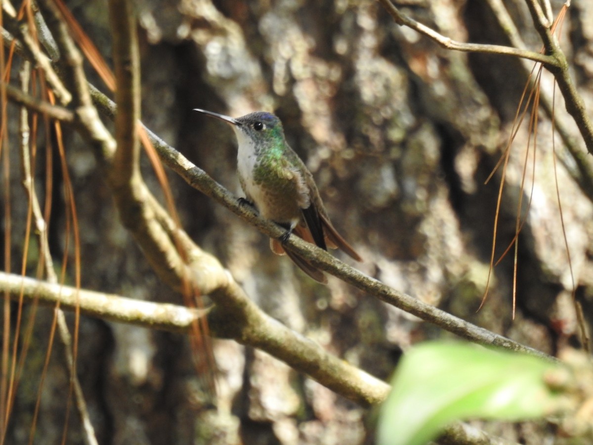 Azure-crowned Hummingbird - ML564968731
