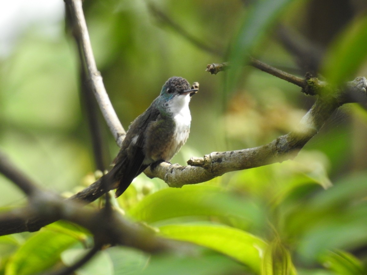 Azure-crowned Hummingbird - Francisco Dubón