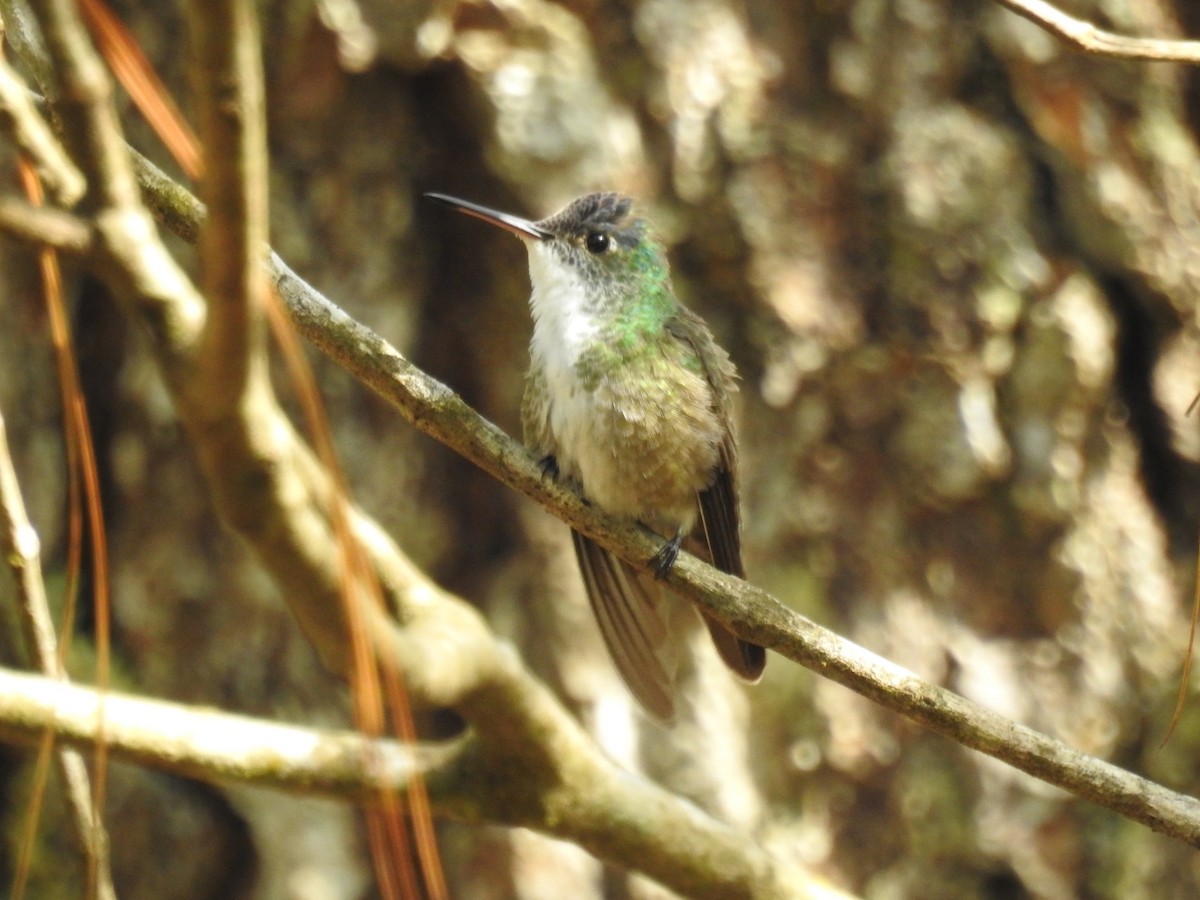 Azure-crowned Hummingbird - ML564968751