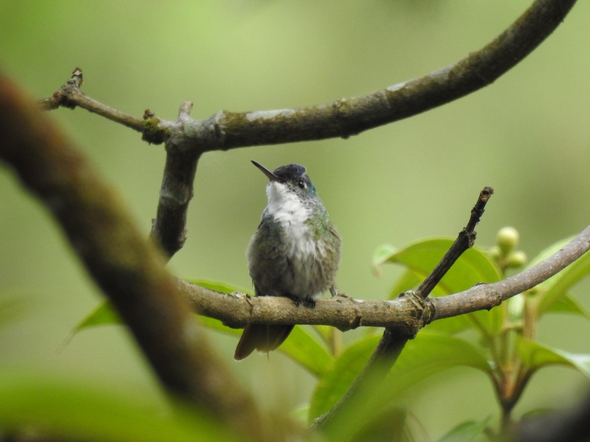 Azure-crowned Hummingbird - Francisco Dubón