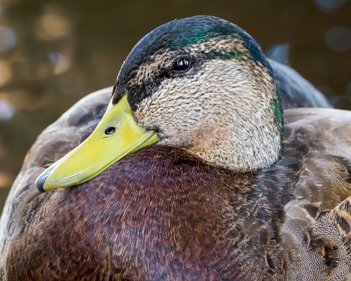 duck sp. - Greg Drawbaugh