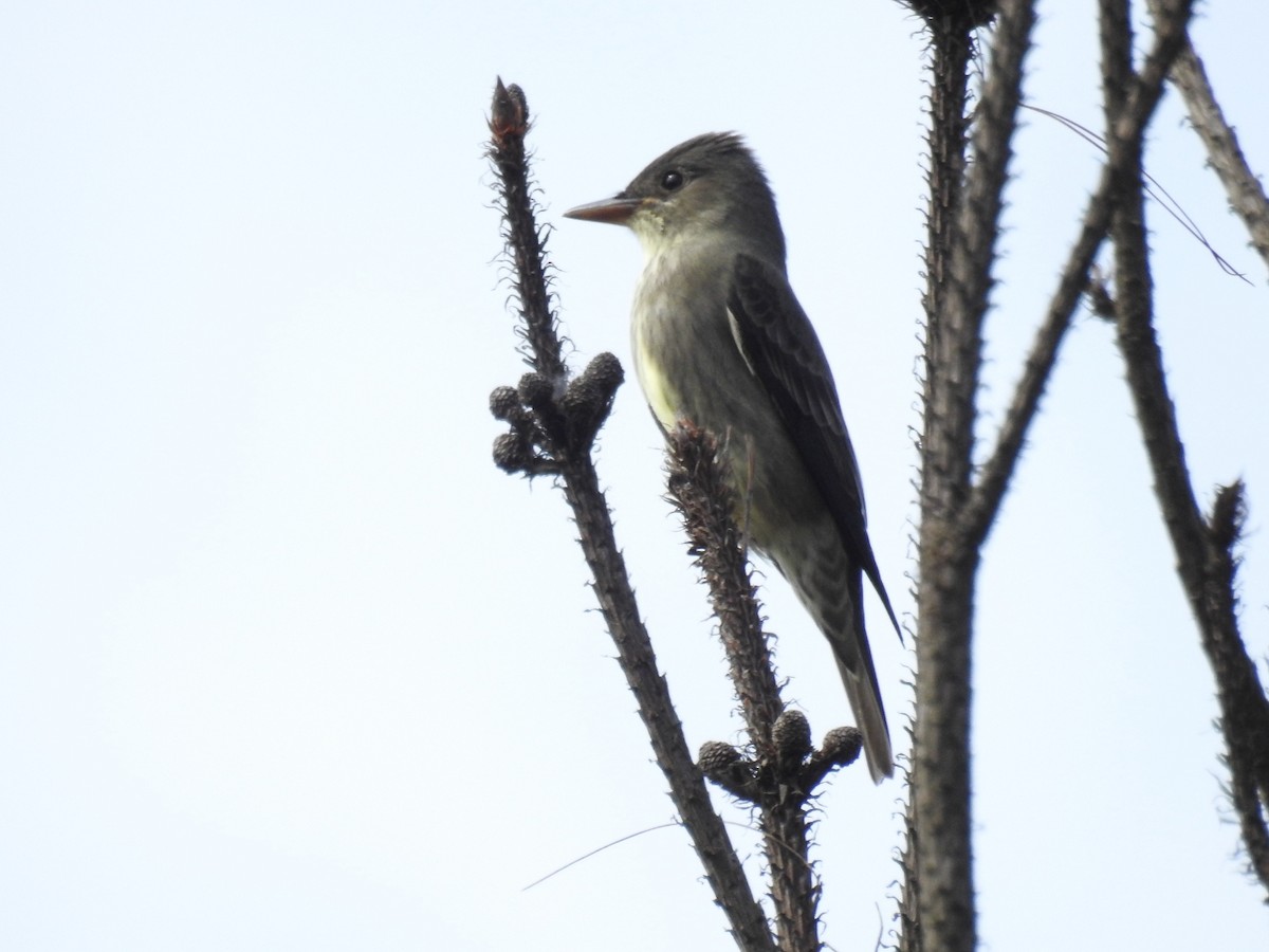 Olive-sided Flycatcher - ML564968921