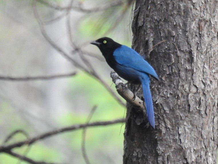 Bushy-crested Jay - ML564969071