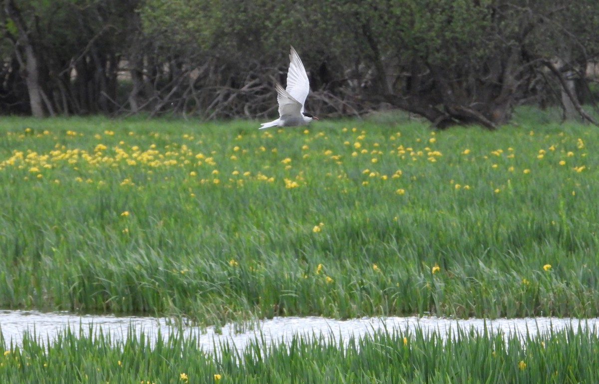 Whiskered Tern - ML564969271