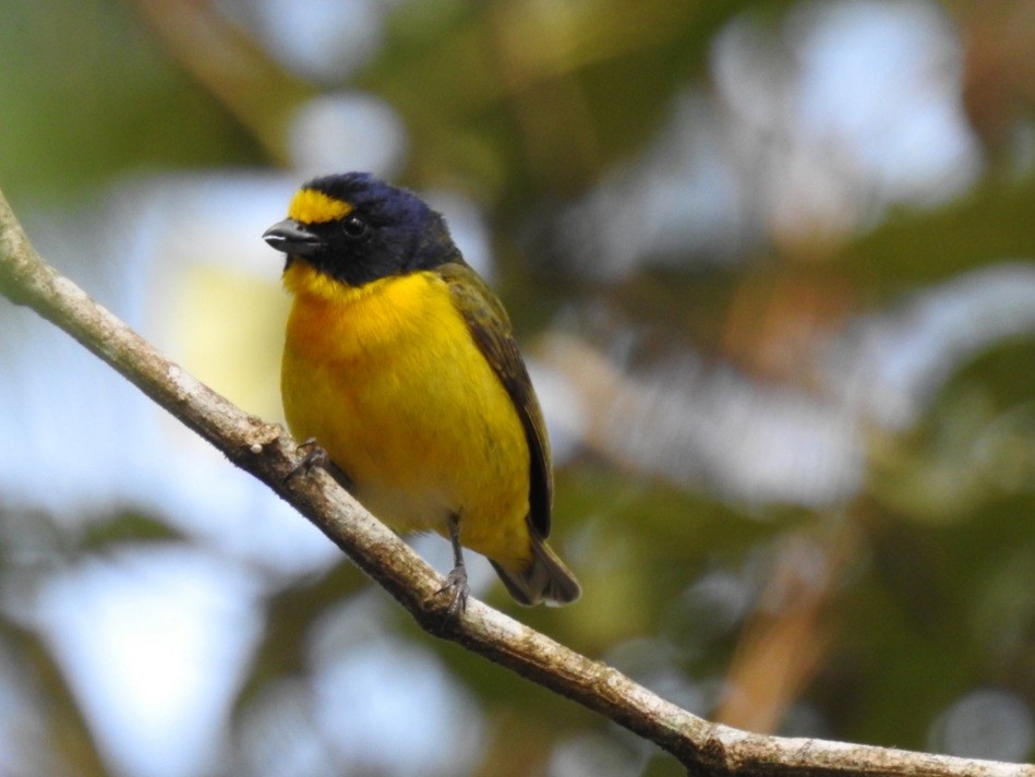 Yellow-throated Euphonia - Francisco Dubón