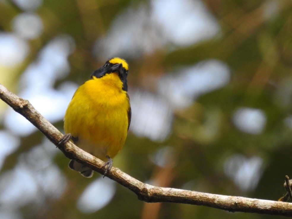 Yellow-throated Euphonia - Francisco Dubón