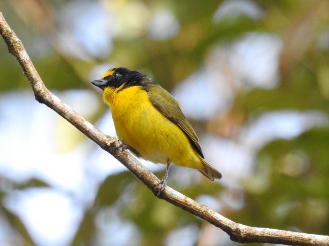 Yellow-throated Euphonia - ML564969391