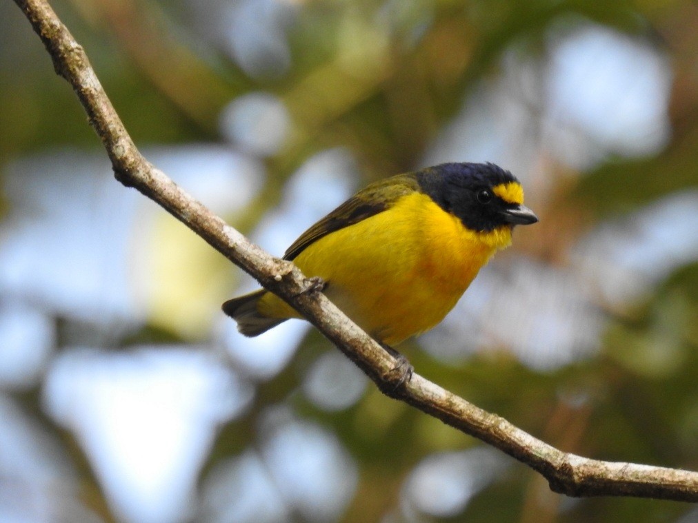 Yellow-throated Euphonia - ML564969401