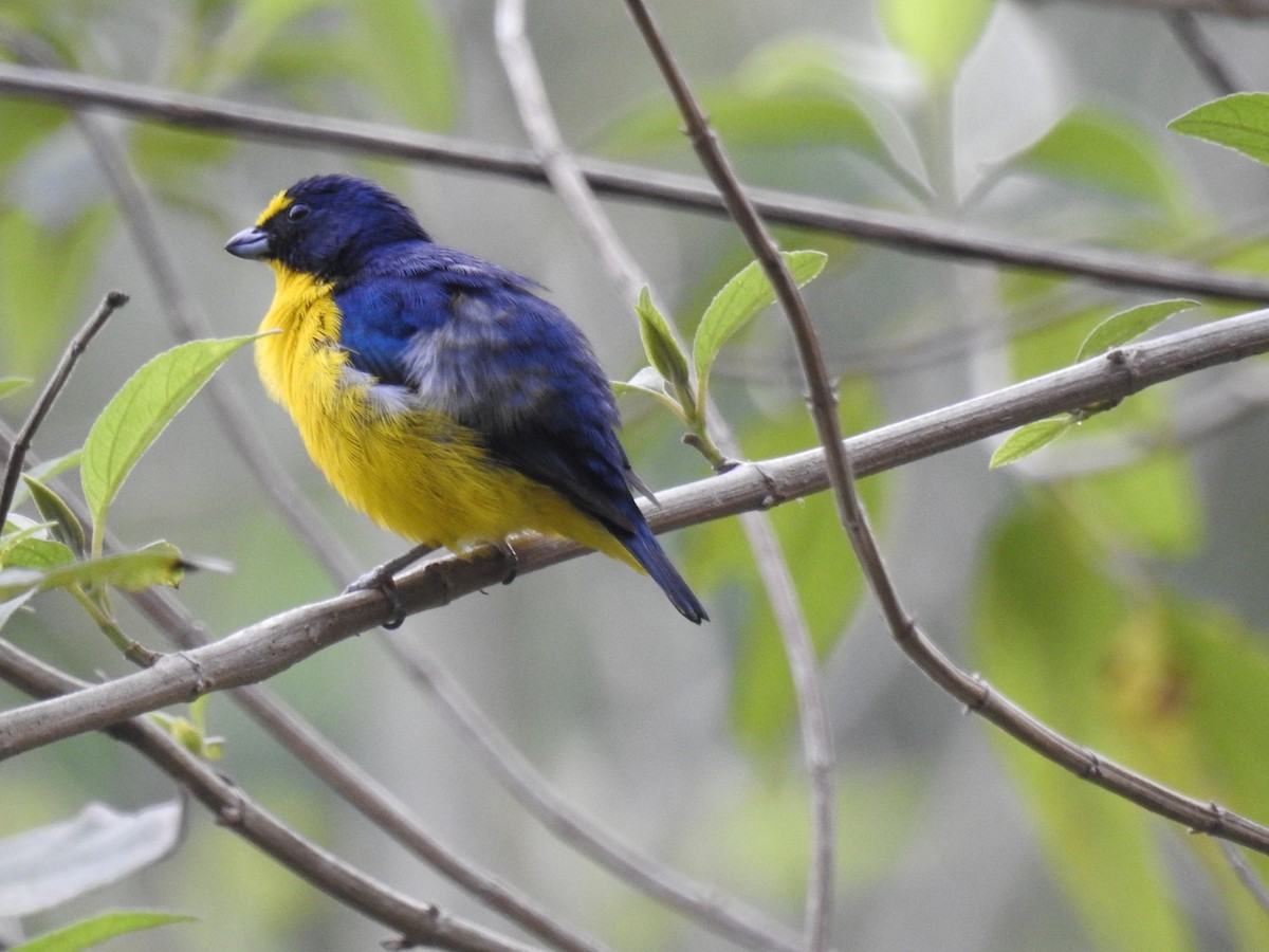 Yellow-throated Euphonia - ML564969411