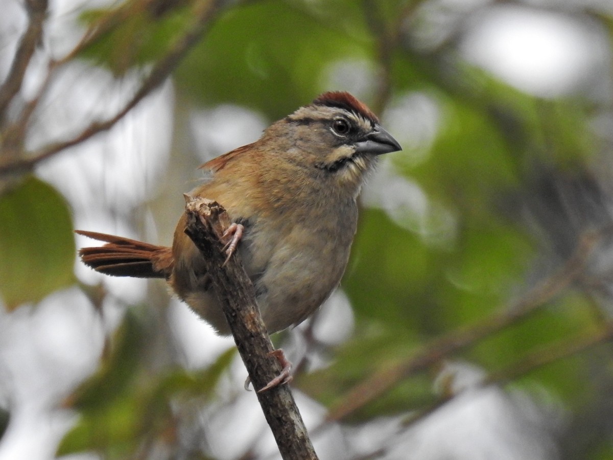 Rusty Sparrow - ML564969521