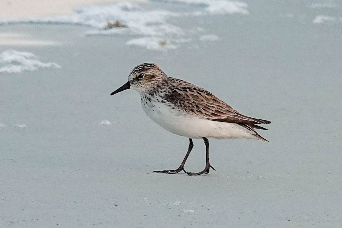 Semipalmated Sandpiper - ML564969641