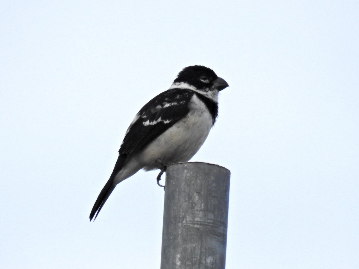 Morelet's Seedeater - Francisco Dubón