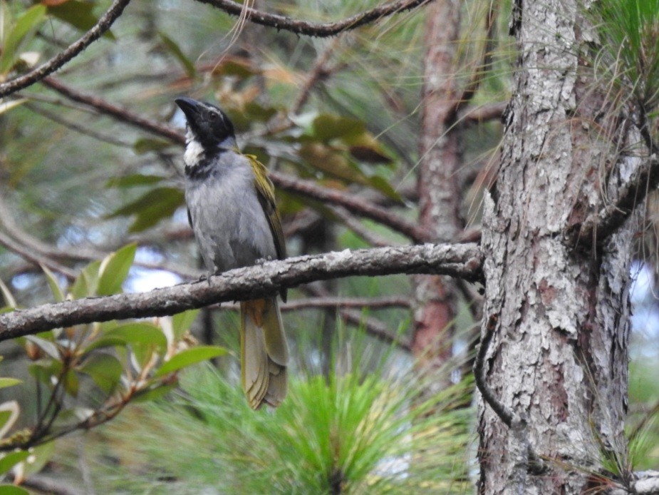 Black-headed Saltator - ML564969981