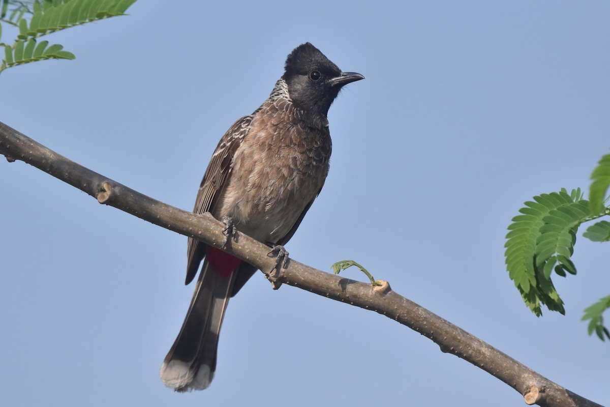 Red-vented Bulbul - ML564970571