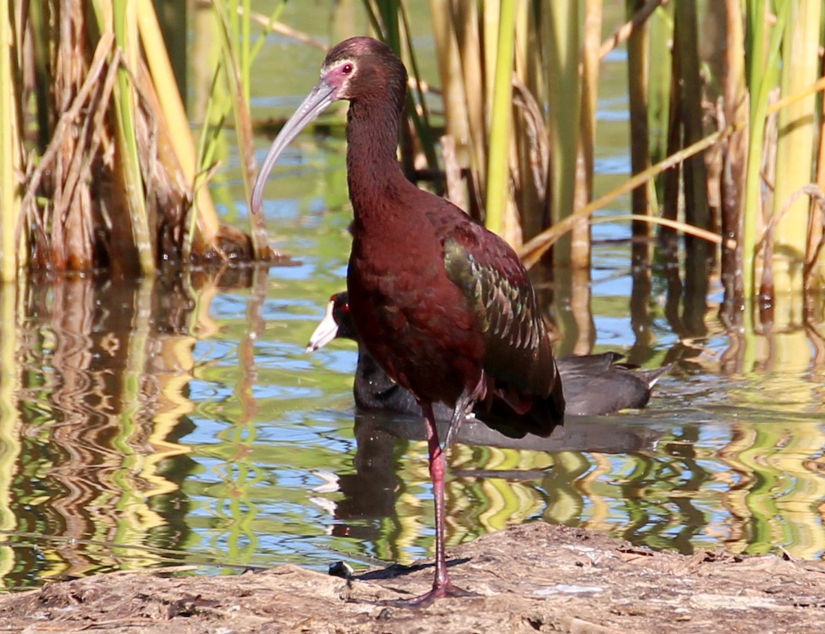 ibis americký - ML56497161