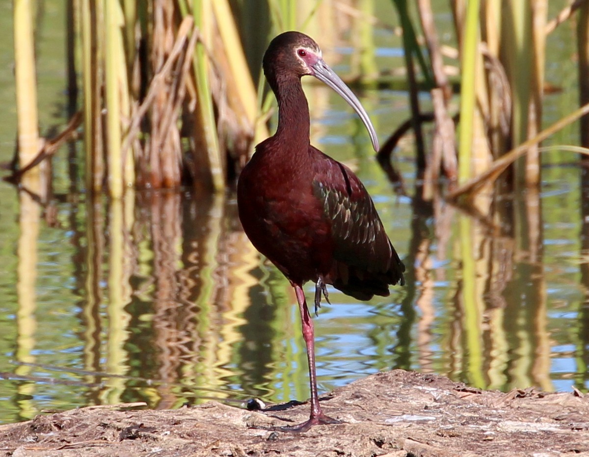 White-faced Ibis - ML56497191