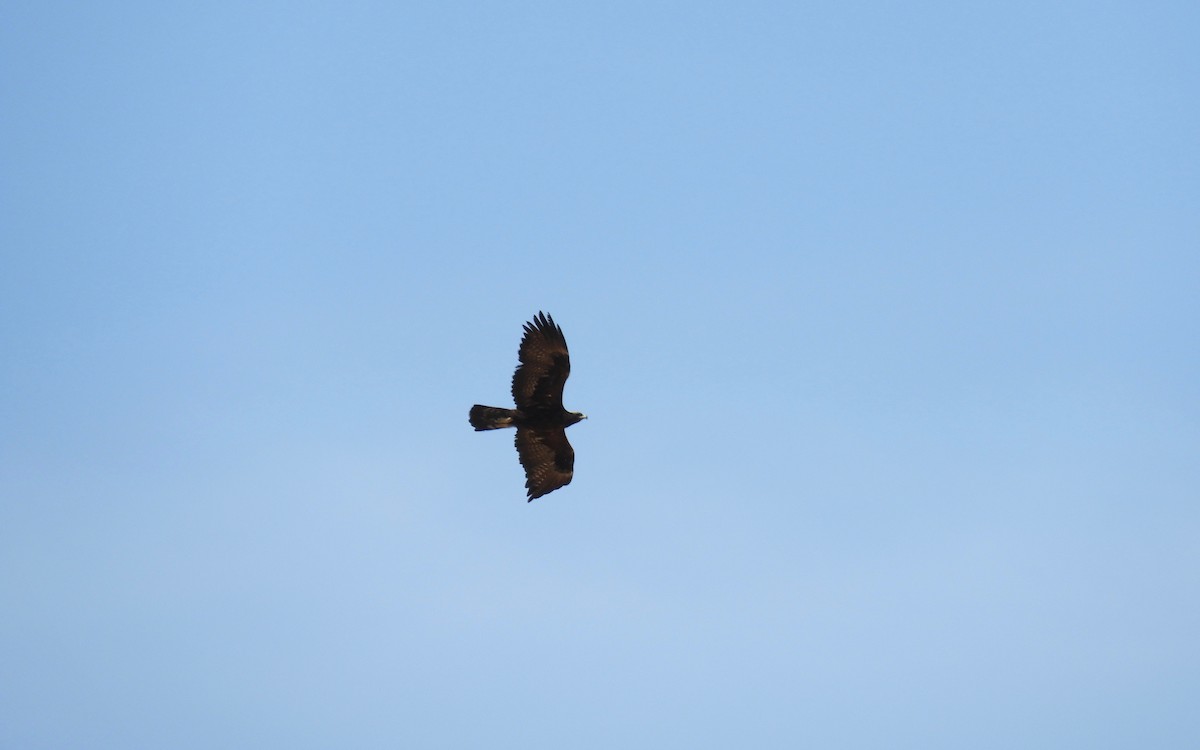 Águila Real - ML564971991