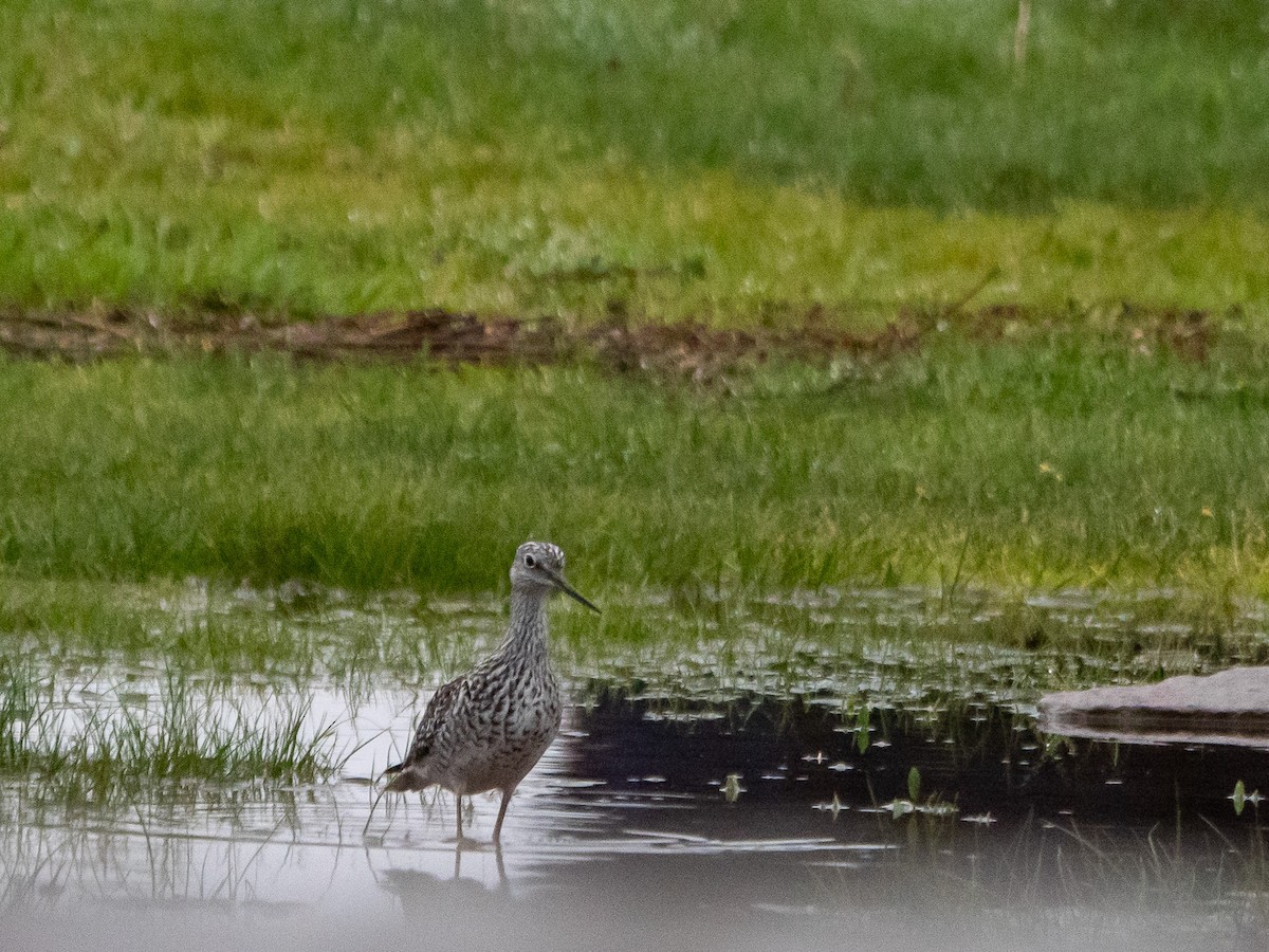 Greater Yellowlegs - Doug Hosney