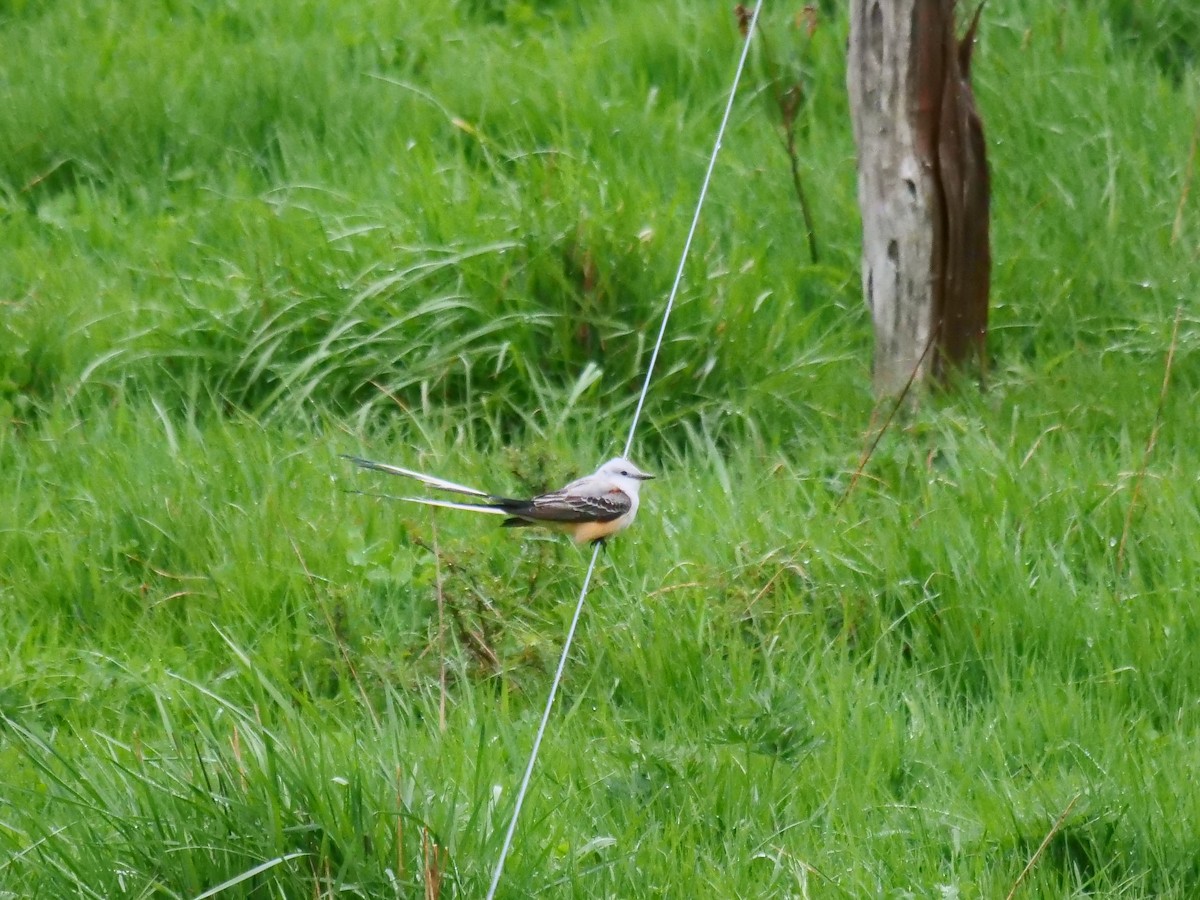 Scissor-tailed Flycatcher - ML564973611