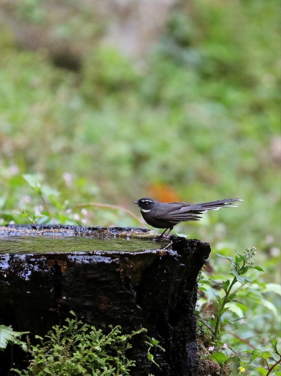 White-throated Fantail - ML564974351