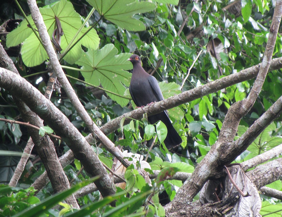 Scaly-naped Pigeon - ML564974421