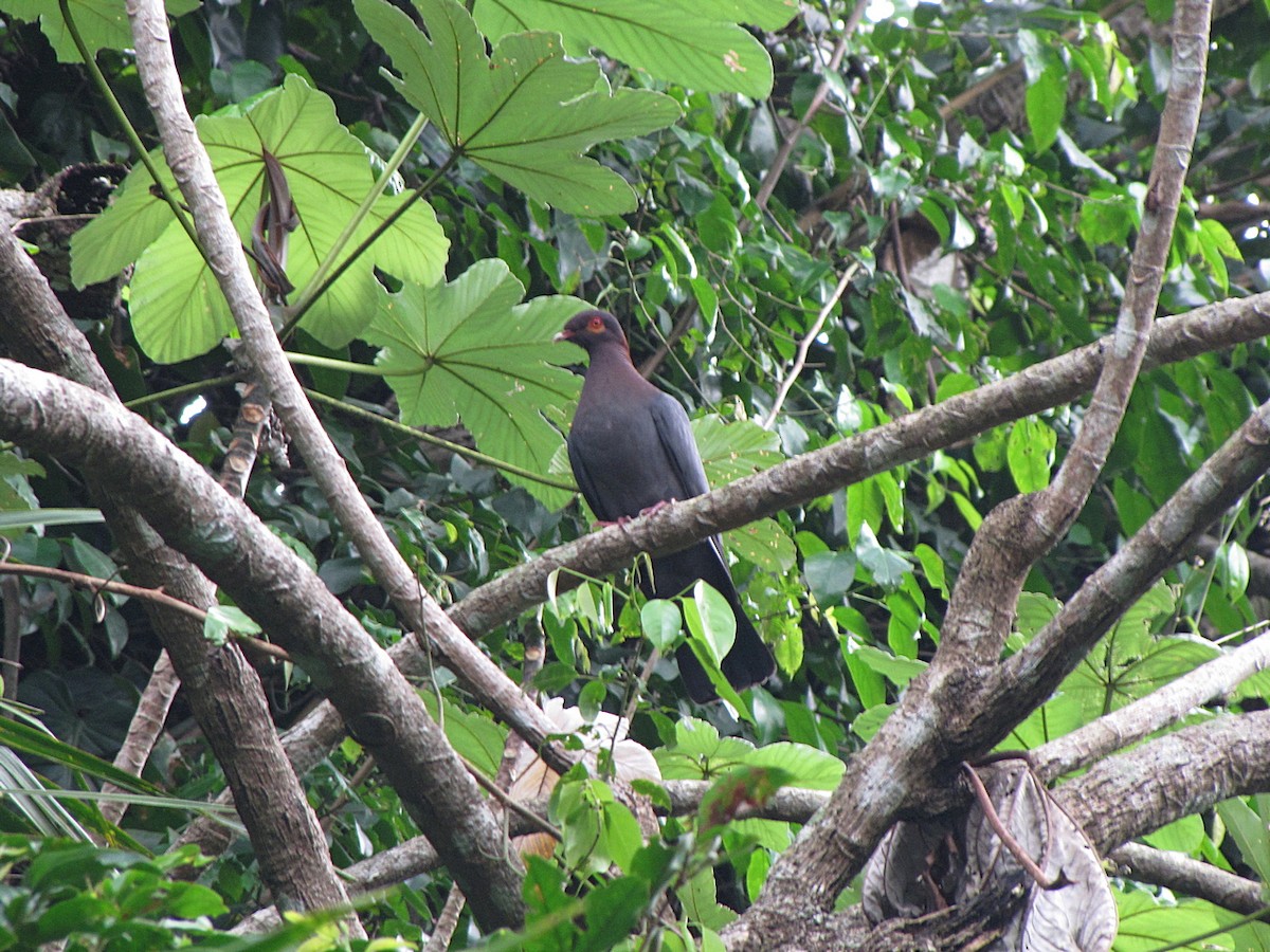 Scaly-naped Pigeon - ML564974431