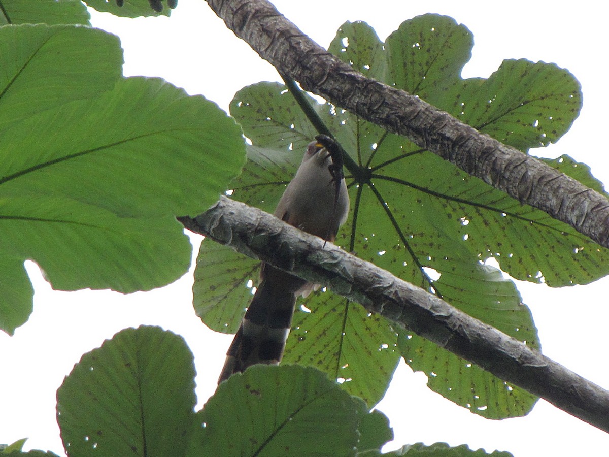 Puerto Rican Lizard-Cuckoo - ML564974531