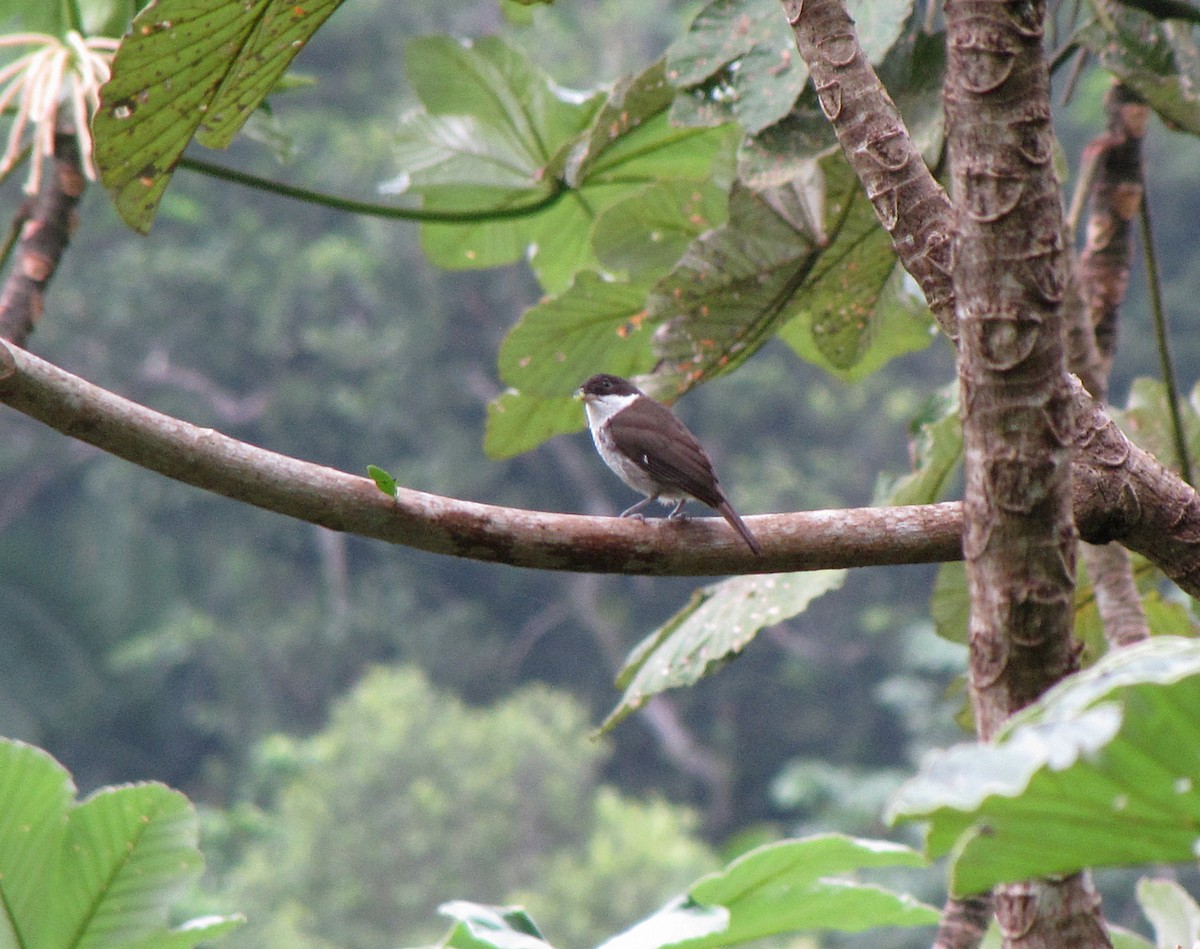 Puerto-Rico-Tangare - ML564974881