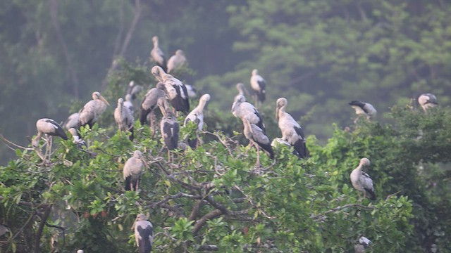 Asian Openbill - ML564976041