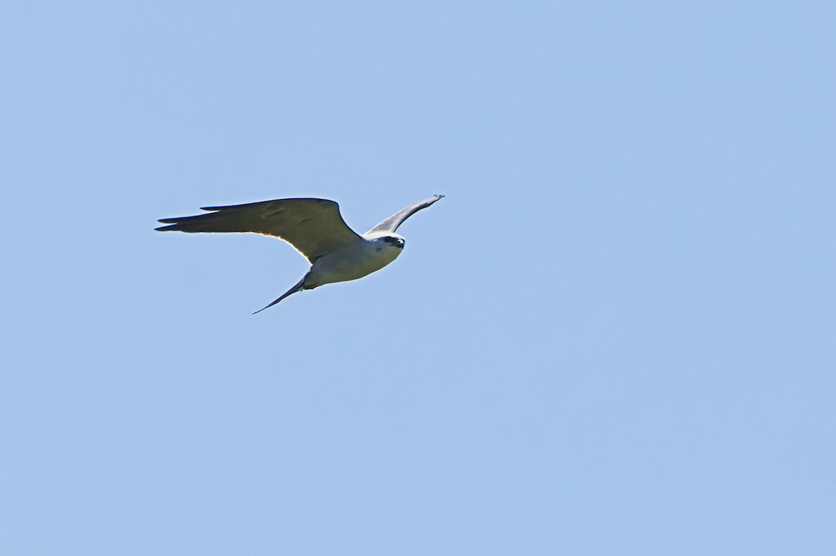 Mississippi Kite - ML564976611